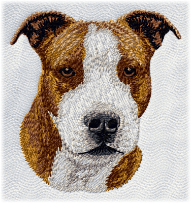 American Staffordshire Terrier