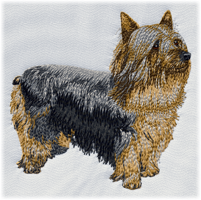 Australian Silky Terrier