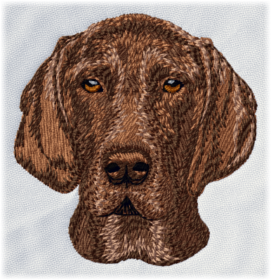 German Shorthaired Pointer