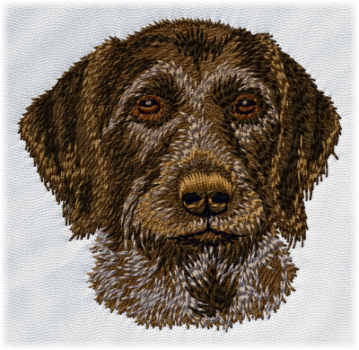 German Wire-haired Pointer