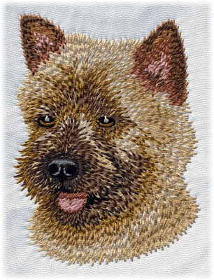 Cairn Terrier