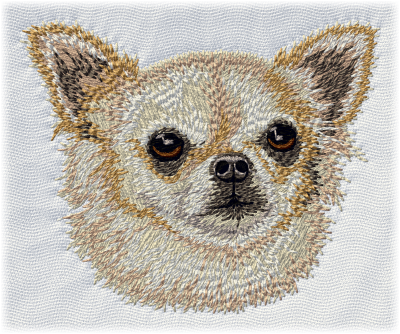 Chihuahua