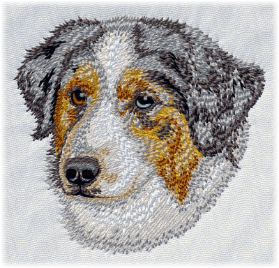 Australian Shepherd