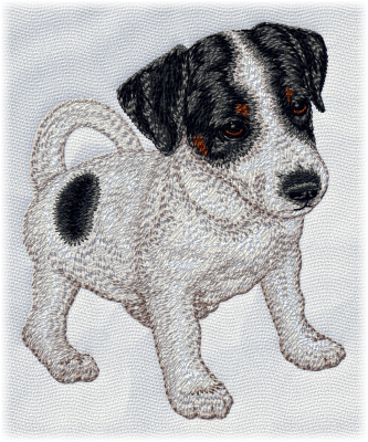 Jack Russell Terrier