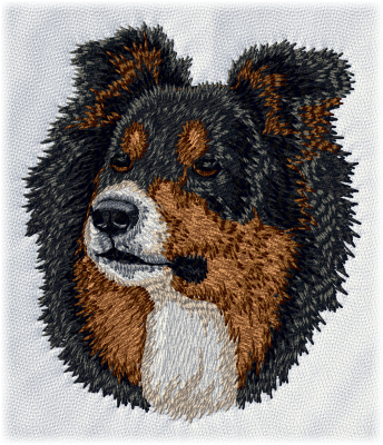 Border Collie