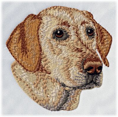 Labrador Retriever