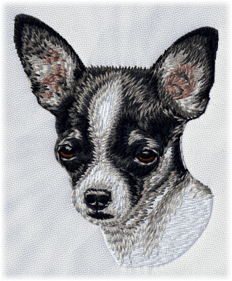 Chihuahua