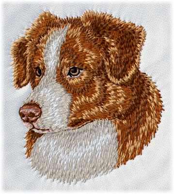 Australian Shepherd